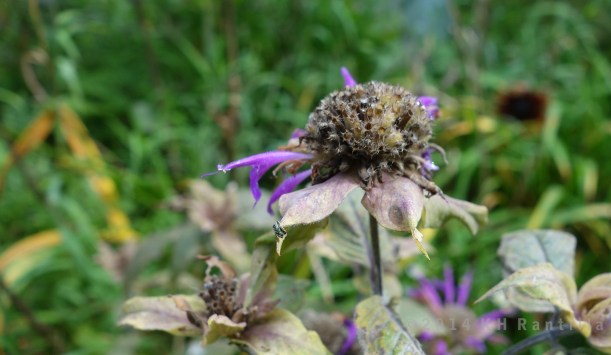 Purple bee balm, almost gone by