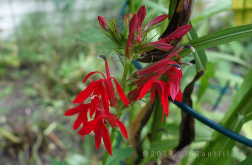 Cardinal flower, always such a surprisingly intense red.