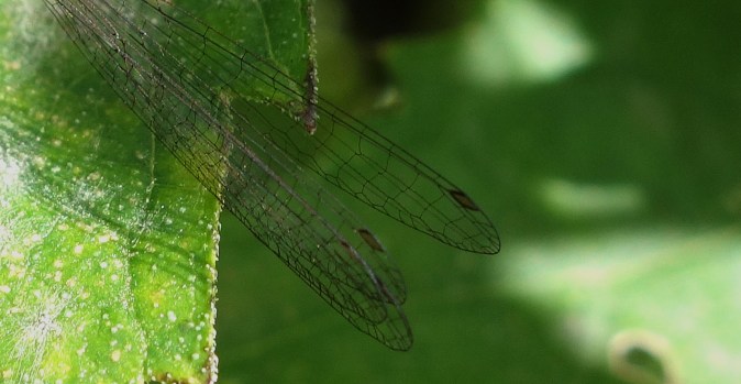 Damselfly wings