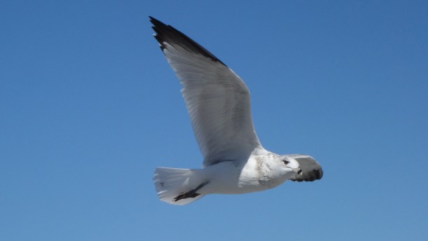 An immature gull cruising by, on the alert.