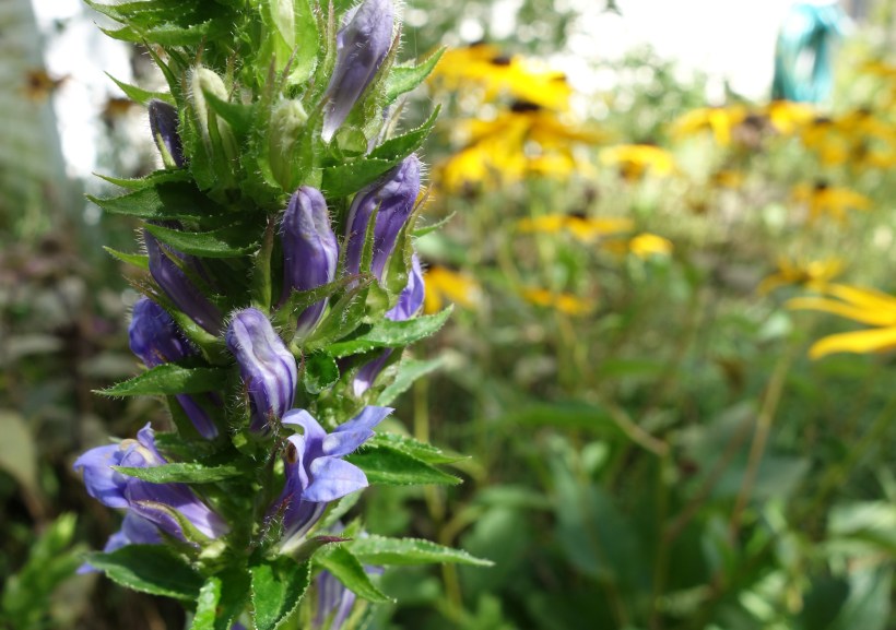 Blue lobelia