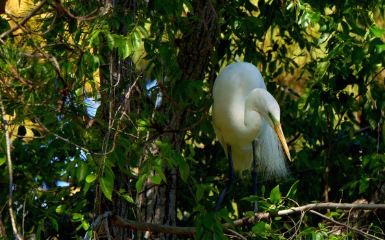 beauty of white against dark green