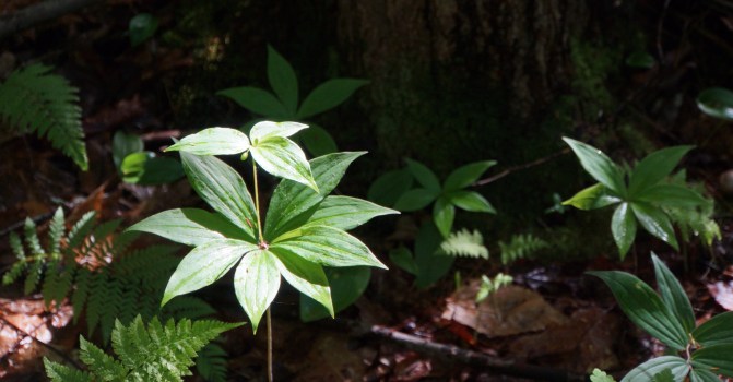Pipsissewa on the path